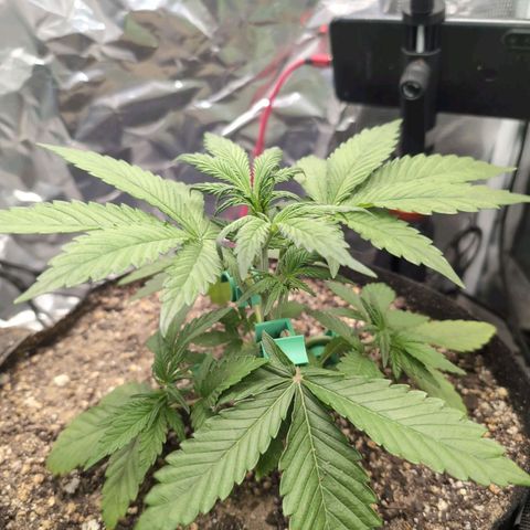 Blue Dream Auto growlog timeline photo