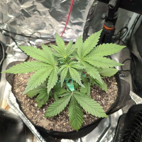 Blue Dream Auto growlog timeline photo