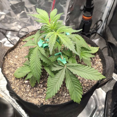 Blue Dream Auto growlog timeline photo