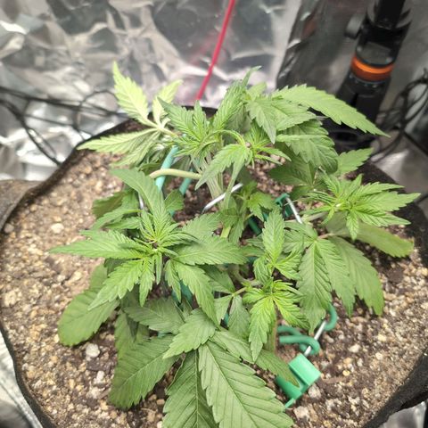 Blue Dream Auto growlog timeline photo