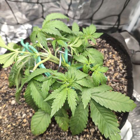 Blue Dream Auto growlog timeline photo