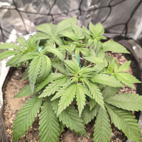 Blue Dream Auto growlog timeline photo