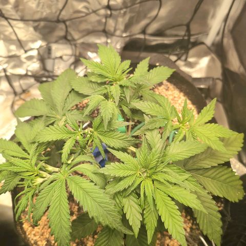 Blue Dream Auto growlog timeline photo