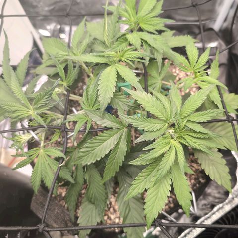 Blue Dream Auto growlog timeline photo