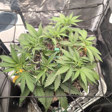 Blue Dream Auto growlog timeline photo