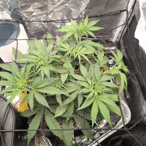 Blue Dream Auto growlog timeline photo