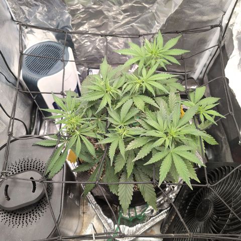 Blue Dream Auto growlog timeline photo