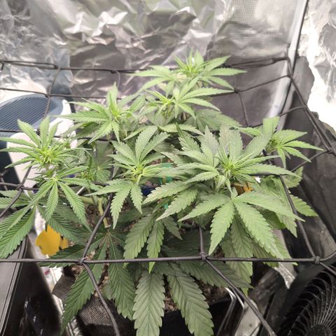 Blue Dream Auto growlog timeline photo