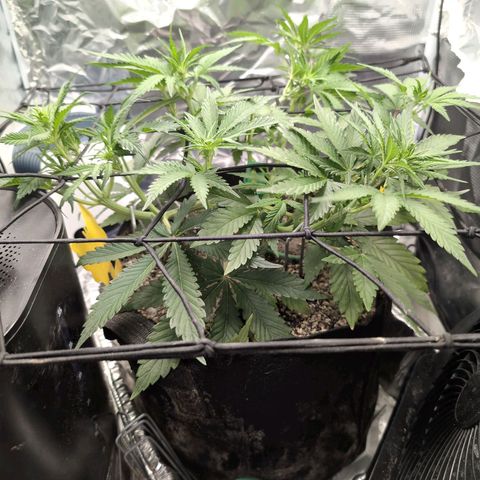 Blue Dream Auto growlog timeline photo