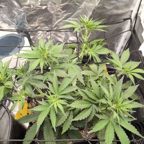 Blue Dream Auto growlog timeline photo