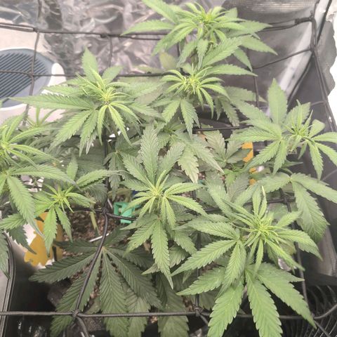 Blue Dream Auto growlog timeline photo