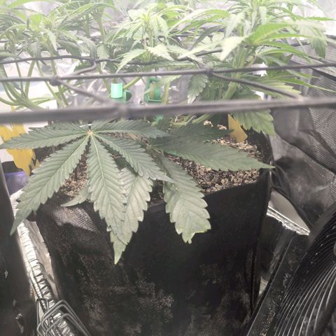 Blue Dream Auto growlog timeline photo
