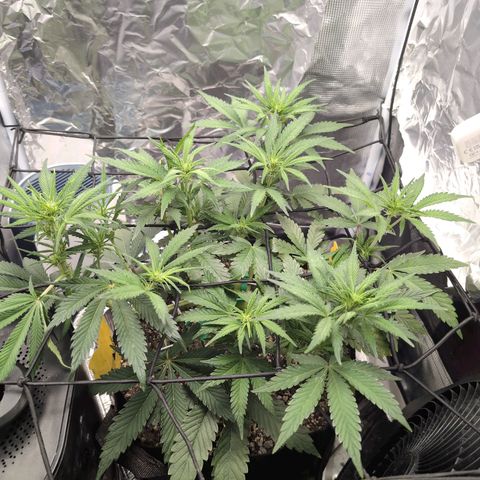 Blue Dream Auto growlog timeline photo