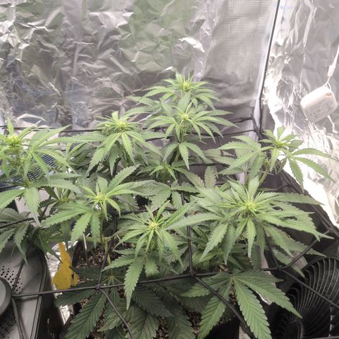 Blue Dream Auto growlog timeline photo
