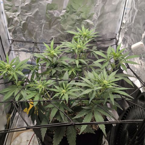 Blue Dream Auto growlog timeline photo
