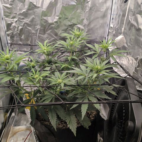 Blue Dream Auto growlog timeline photo