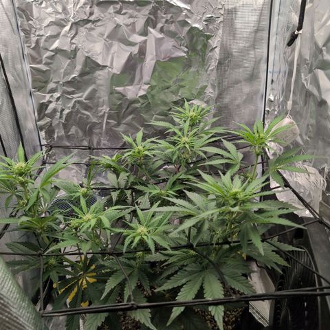 Blue Dream Auto growlog timeline photo