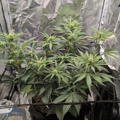 Blue Dream Auto growlog timeline photo