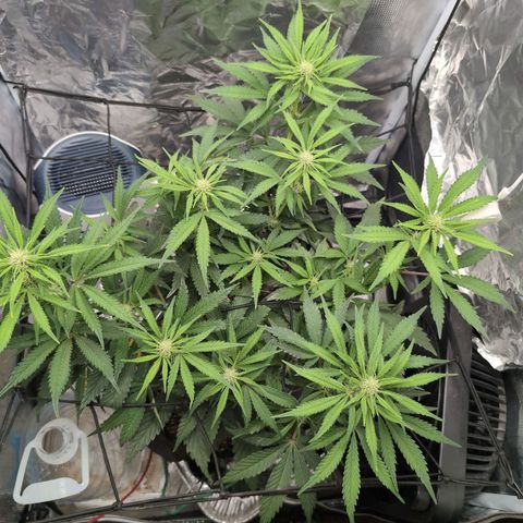 Blue Dream Auto growlog timeline photo