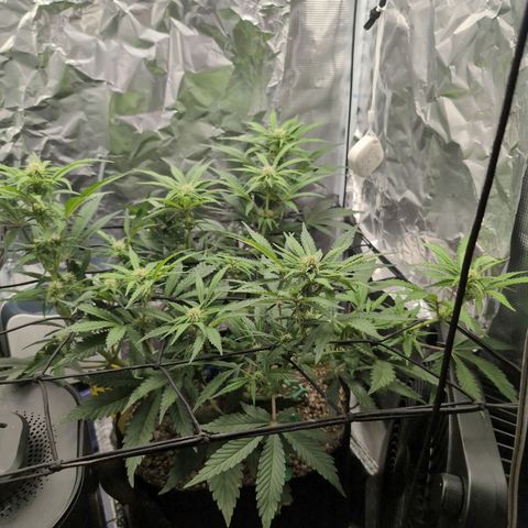 Blue Dream Auto growlog timeline photo