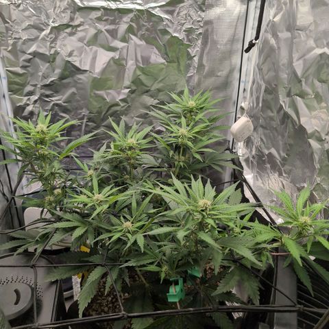 Blue Dream Auto growlog timeline photo