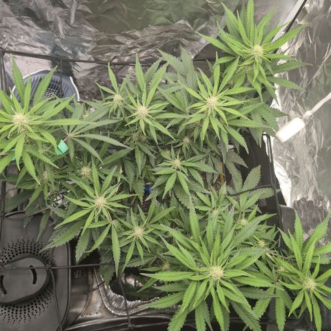Blue Dream Auto growlog timeline photo