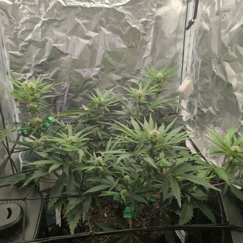 Blue Dream Auto growlog timeline photo