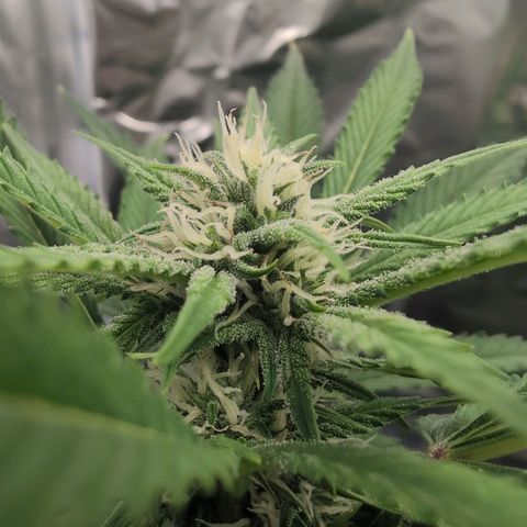 Blue Dream Auto growlog timeline photo