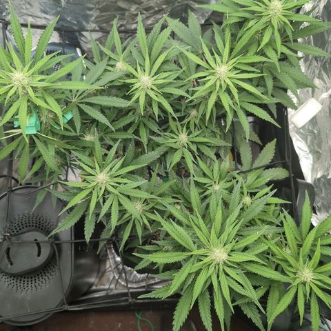 Blue Dream Auto growlog timeline photo
