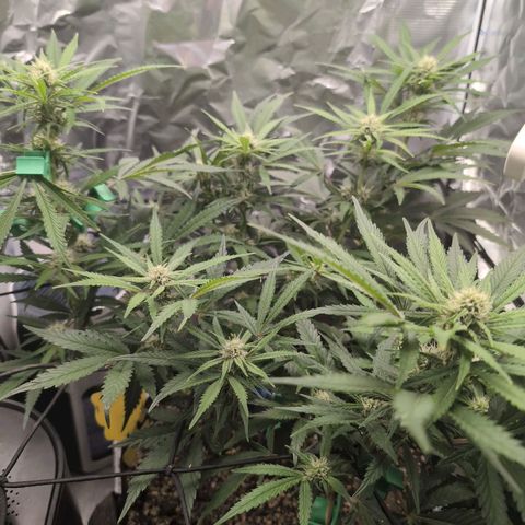 Blue Dream Auto growlog timeline photo