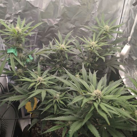 Blue Dream Auto growlog timeline photo