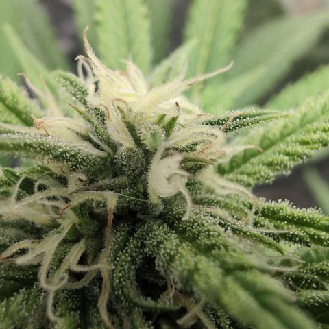 Blue Dream Auto growlog timeline photo