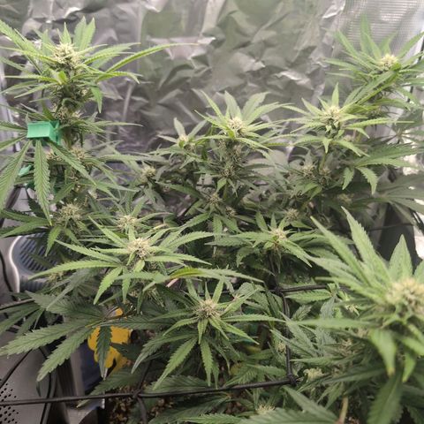 Blue Dream Auto growlog timeline photo