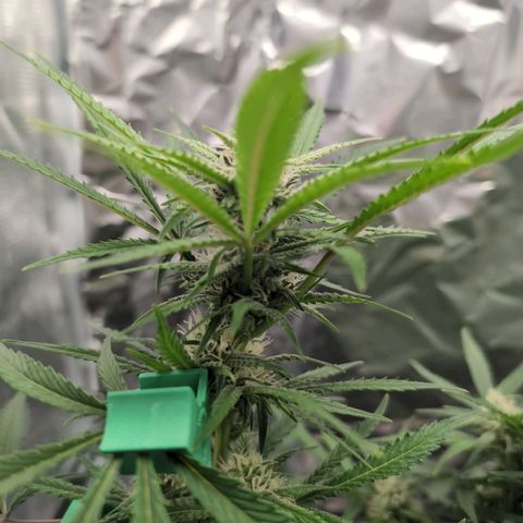 Blue Dream Auto growlog timeline photo
