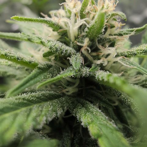 Blue Dream Auto growlog timeline photo