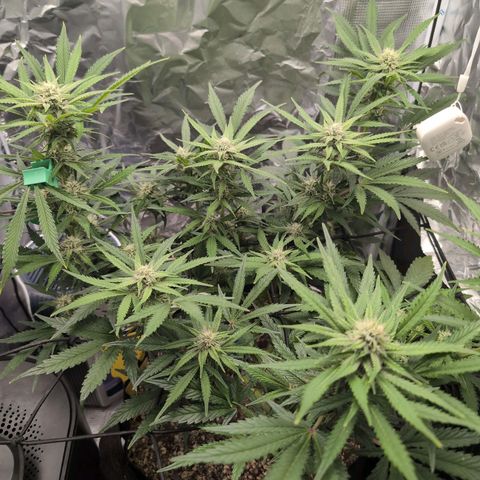 Blue Dream Auto growlog timeline photo