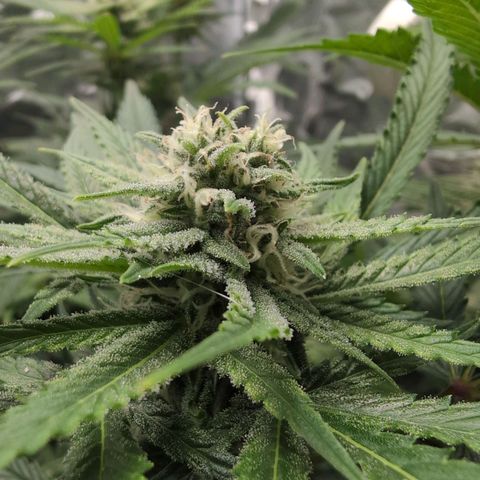 Blue Dream Auto growlog timeline photo