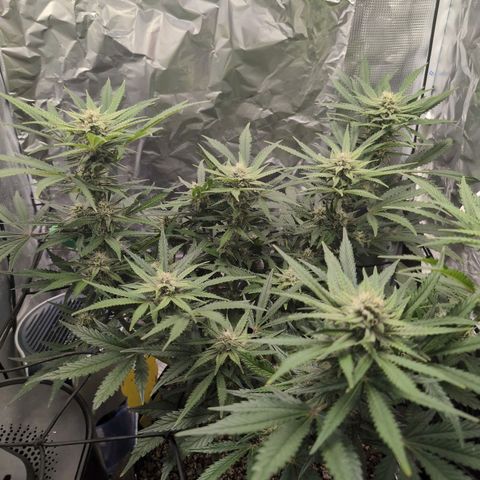 Blue Dream Auto growlog timeline photo