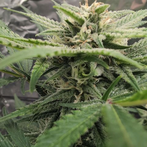 Blue Dream Auto growlog timeline photo