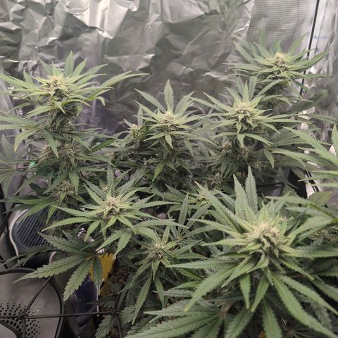 Blue Dream Auto growlog timeline photo