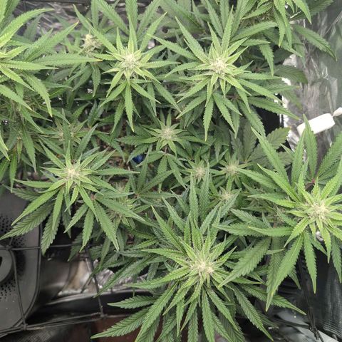 Blue Dream Auto growlog timeline photo