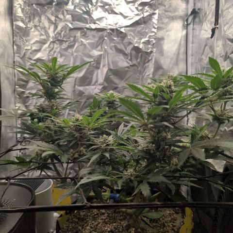 Blue Dream Auto growlog timeline photo