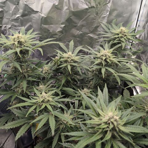 Blue Dream Auto growlog timeline photo