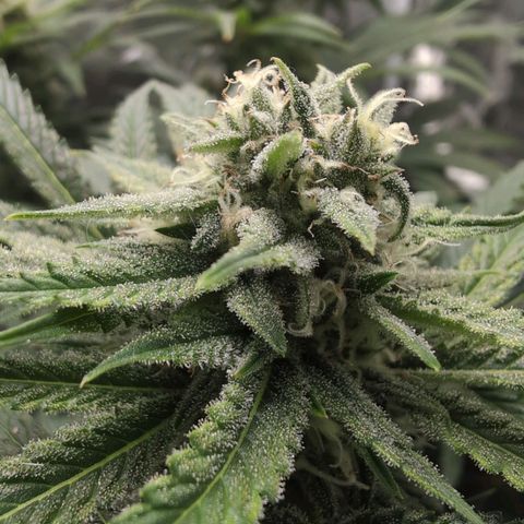 Blue Dream Auto growlog timeline photo