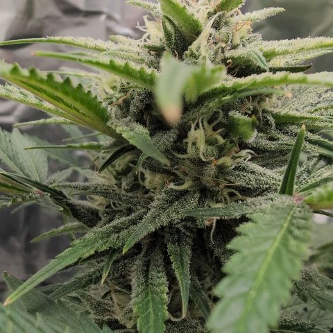 Blue Dream Auto growlog timeline photo