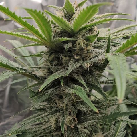 Blue Dream Auto growlog timeline photo