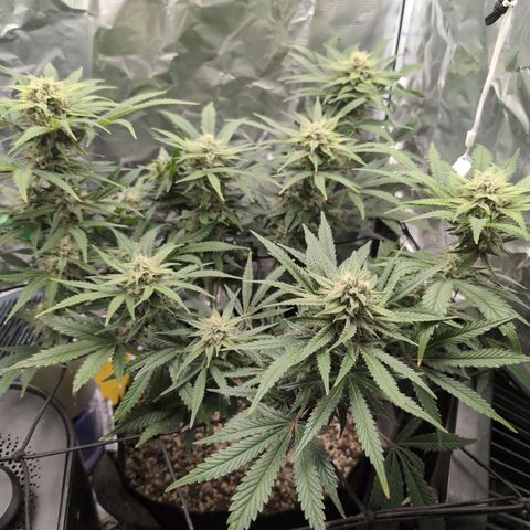 Blue Dream Auto growlog timeline photo