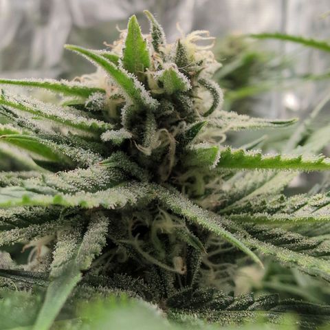 Blue Dream Auto growlog timeline photo