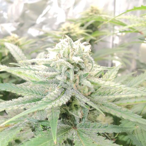 Blue Dream Auto growlog timeline photo
