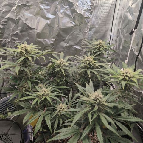 Blue Dream Auto growlog timeline photo
